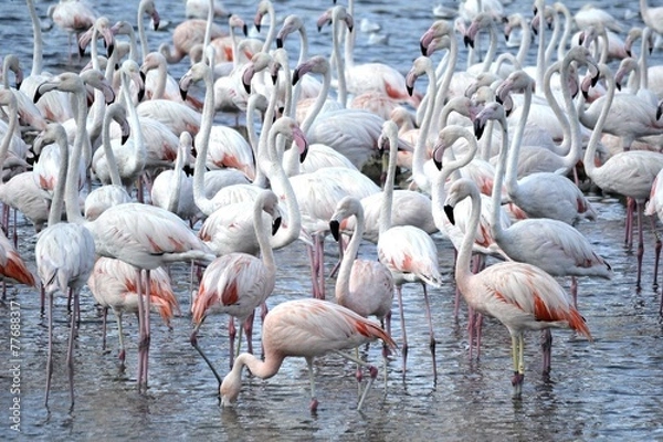Obraz Flamingo1