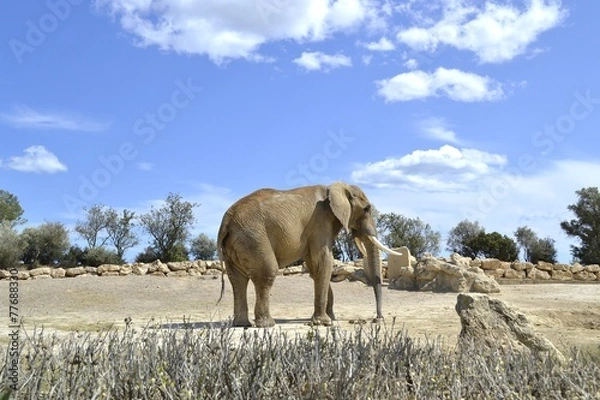 Fototapeta Elefante 1
