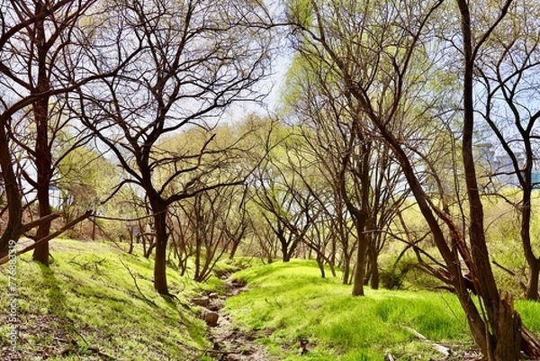 Obraz Saetgang Yeouido Park, Seoul, Korea 
