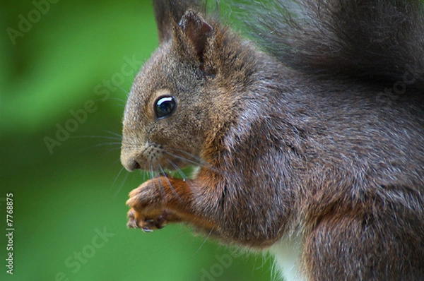 Obraz Eichörnchen