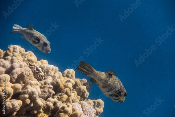 Obraz two white spotted pufferfish swimming over yellow corals in blue sea