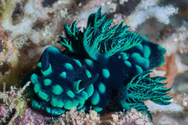 Fototapeta Nembrotha cristata sea slug nudibranch macro portrait