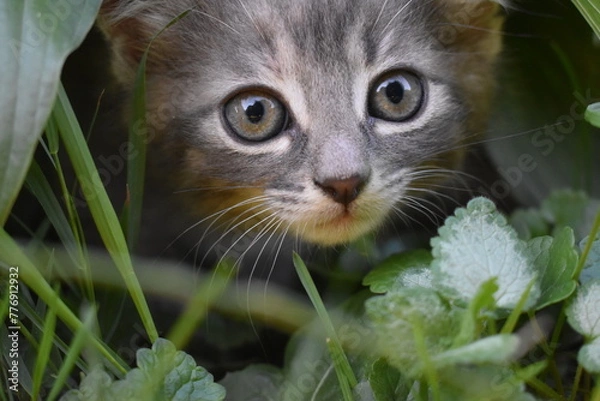 Obraz the muzzle of a gray kitten in the grass