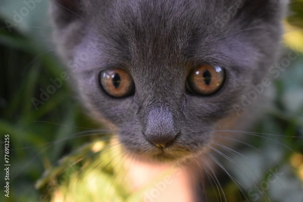 Obraz the muzzle of a gray kitten