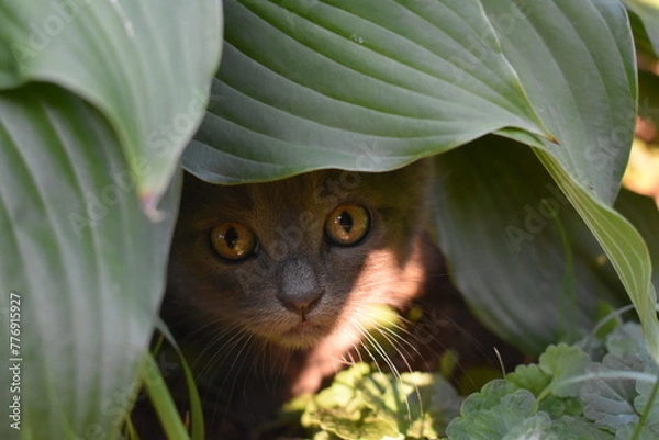 Obraz the muzzle of a kitten among the leaves