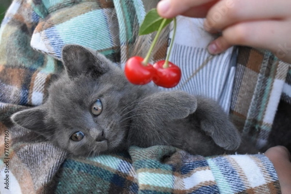 Obraz katenok with cherries