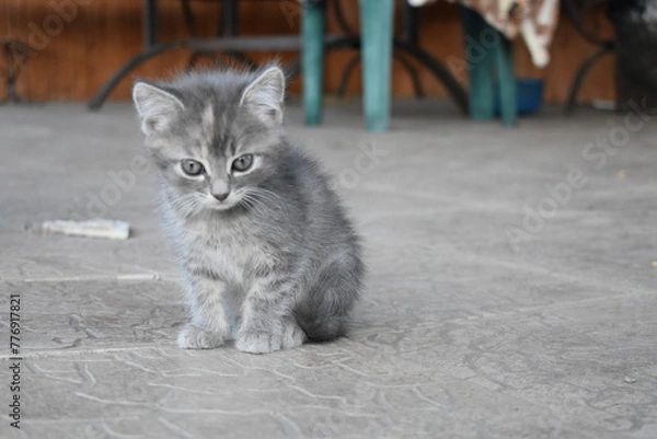 Obraz grey kitten