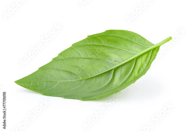 Obraz Leaf of basil