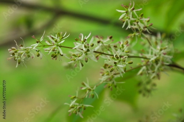 Obraz アオダモの花