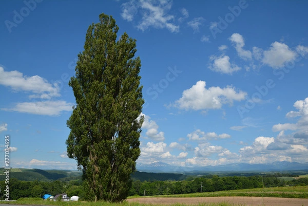 Fototapeta 北海道美瑛のケンとメリーの木