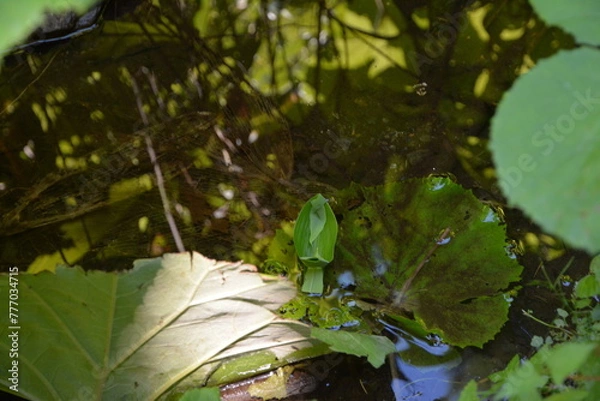 Fototapeta 水面に浮かぶ笹船
