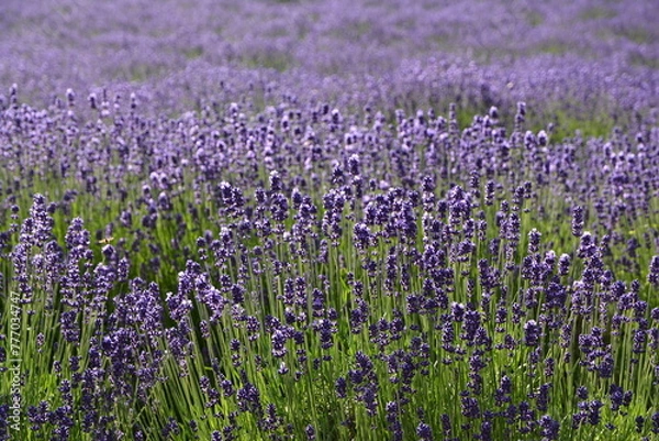 Fototapeta 	ラベンダー畑