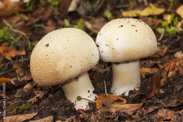 Obraz Forestry Agaricus between litter
