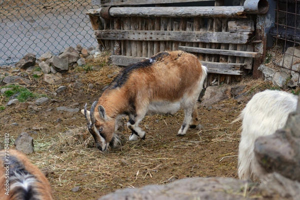 Fototapeta 動物園のヤギ