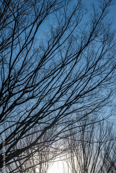 Fototapeta 冬の青空と枝木のシルエット