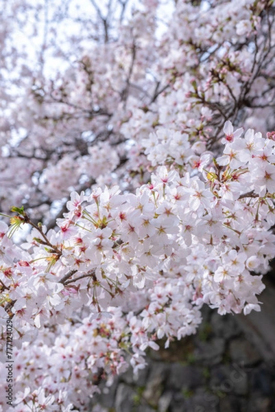 Obraz 春の蹴上インクライン