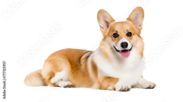 Obraz Welsh corgi dog isolated on transparent background, Png files
