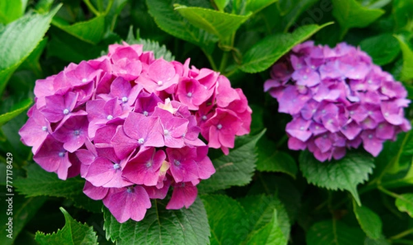 Fototapeta 수국2송이