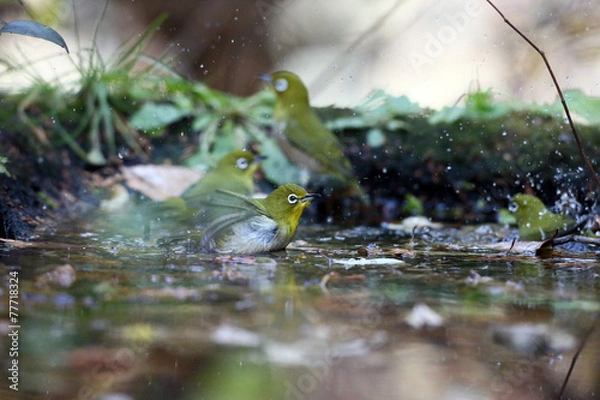 Fototapeta メジロ　２