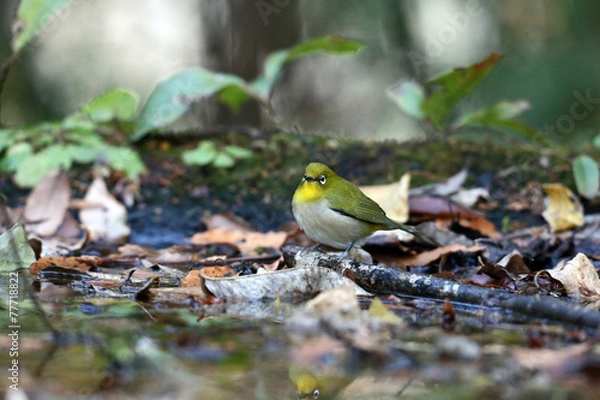 Fototapeta メジロ