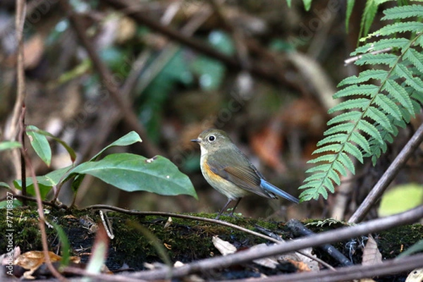 Fototapeta ルリビタキ