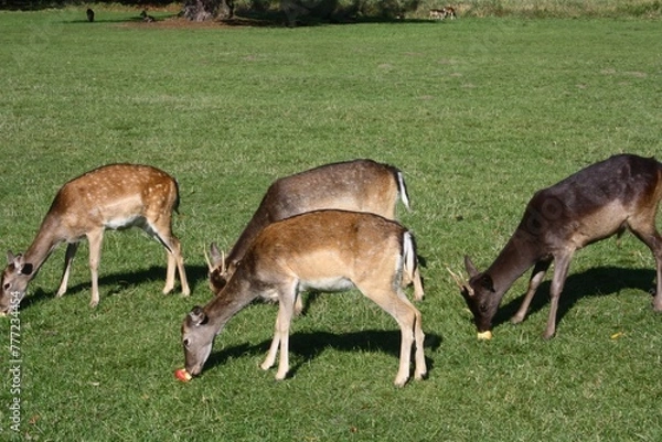 Obraz deer eat