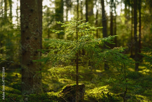 Fototapeta Small fir tree growing in an old elvish forest in Sweden