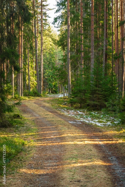 Fototapeta Small road in a pine and fir forest in Sweden