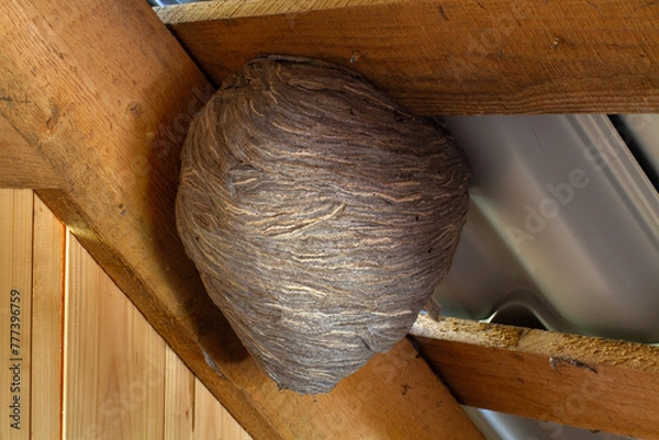 Obraz a nest of hornets in the attic of a wooden barn