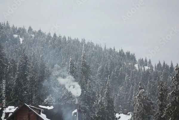 Obraz winter in the forest