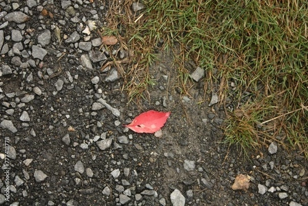 Obraz autumn leaf on the ground