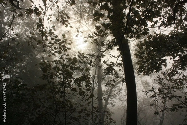 Obraz sun in the forest