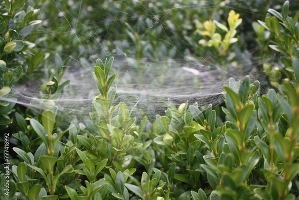 Obraz sprinkler in the grass