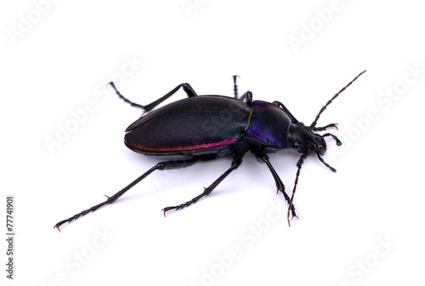 Obraz black beetle