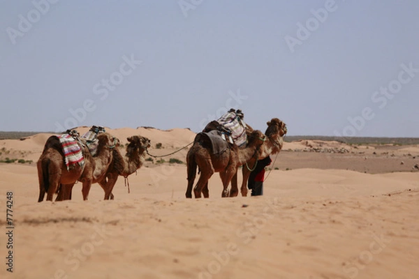 Obraz dromedare in der wüste