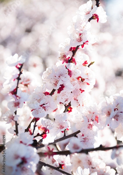Obraz Beautiful spring blossom, cherry trees with flowers