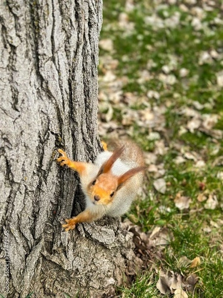 Obraz squirrel in the forest