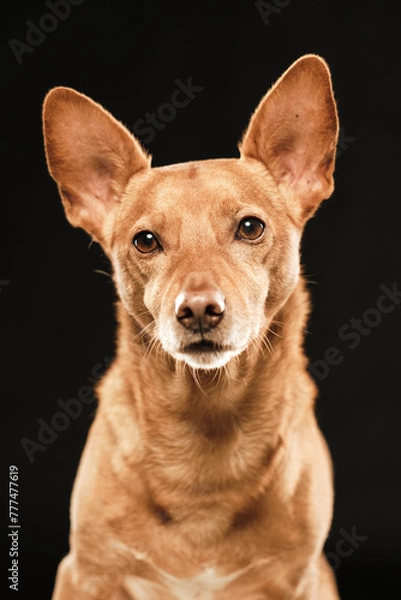 Fototapeta Brown dog hound with its ears rised up looking at camera in a black background