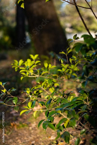 Obraz tree in the woods