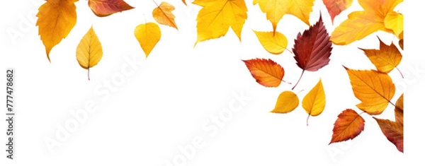 Fototapeta fall leafs in autumn transparent background