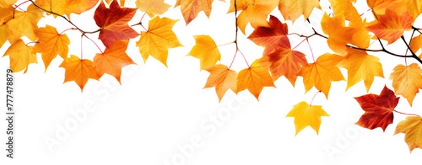 Fototapeta fall leafs in autumn transparent background