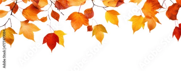 Fototapeta fall leafs in autumn transparent background