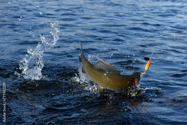 Fototapeta Hooked grayling jumping and fighting in an Arctic river caught with spinner lure by fisherman in Swedish Lapland near Kiruna in August 2021.