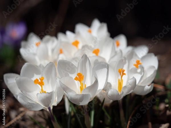 Obraz OLYMPUS DIGITAL CAMERA