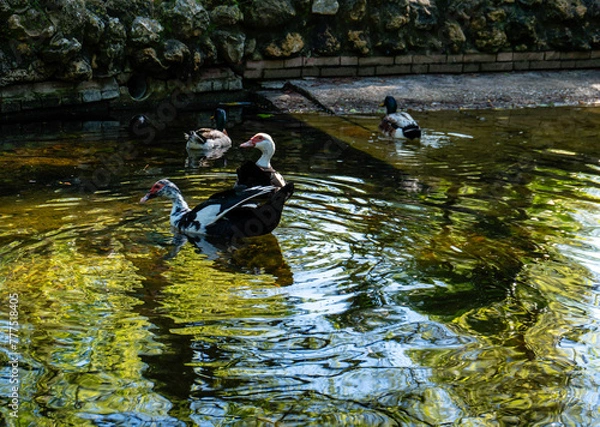 Obraz Gansos y patos en lago