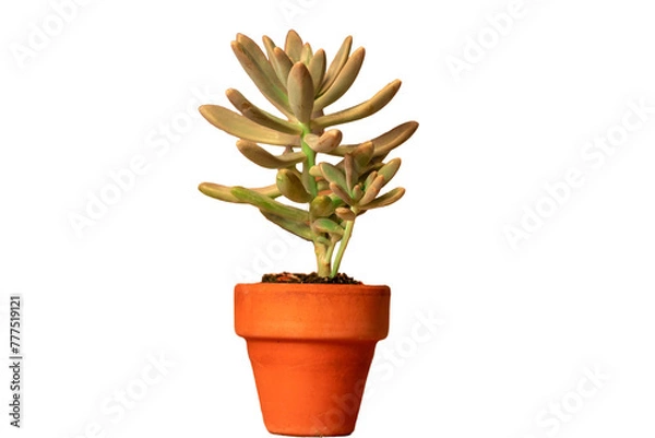 Obraz suculenta decoracion aislada