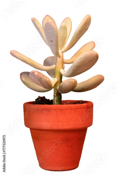 Obraz suculenta decoracion aislada