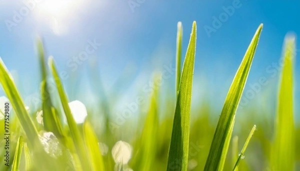 Fototapeta Green blades of grass, backdrop of a clear azure sky, embodiment of spring's renewal	

