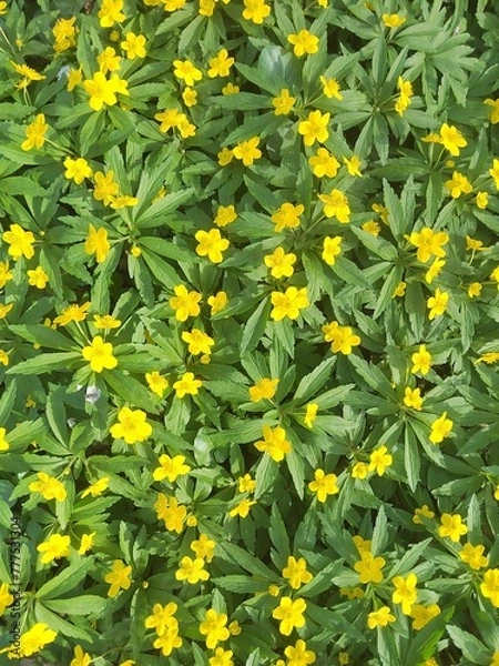 Obraz yellow flowers background