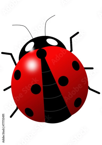 Obraz Ladybird